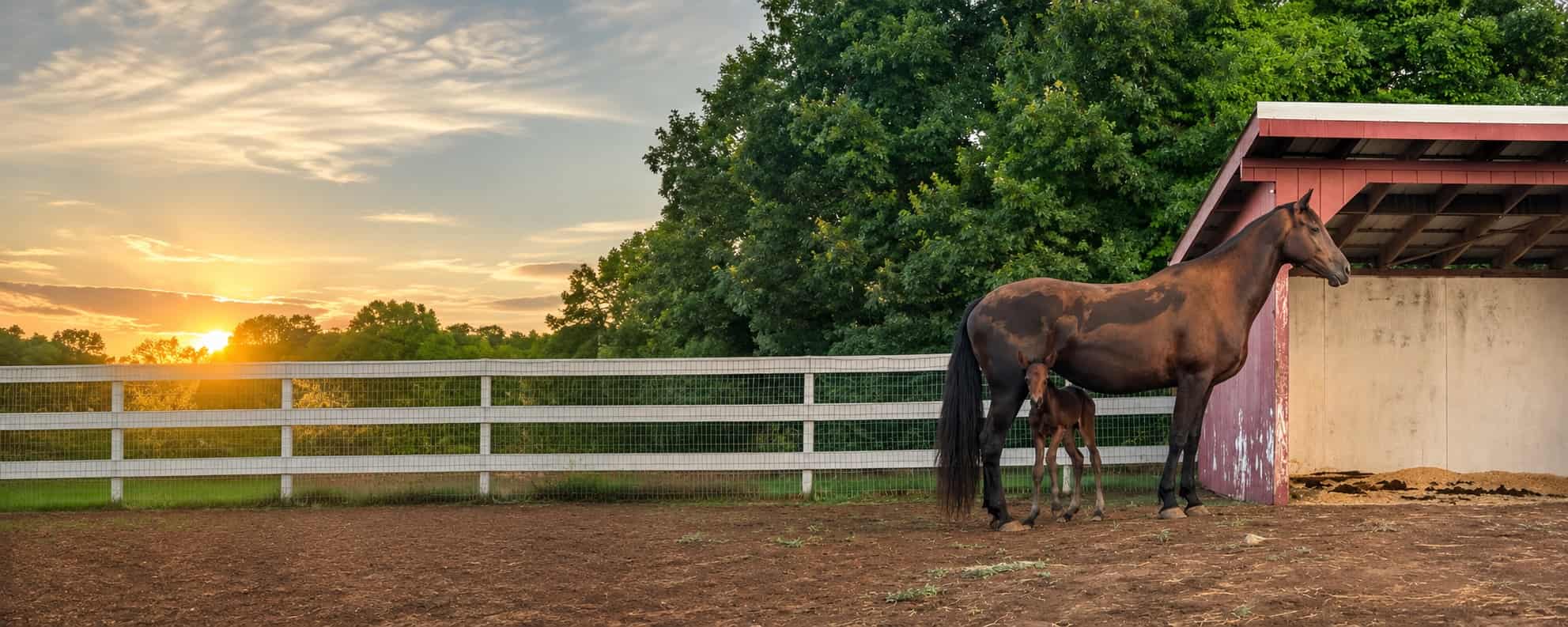Licorice’s Foal