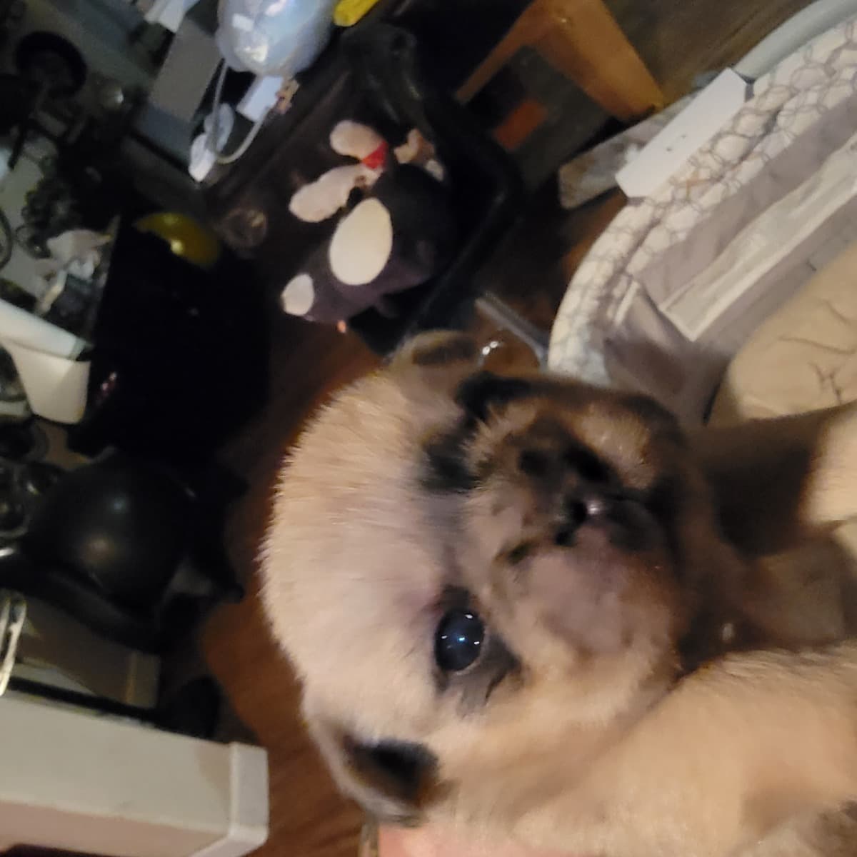 LunasPuppy