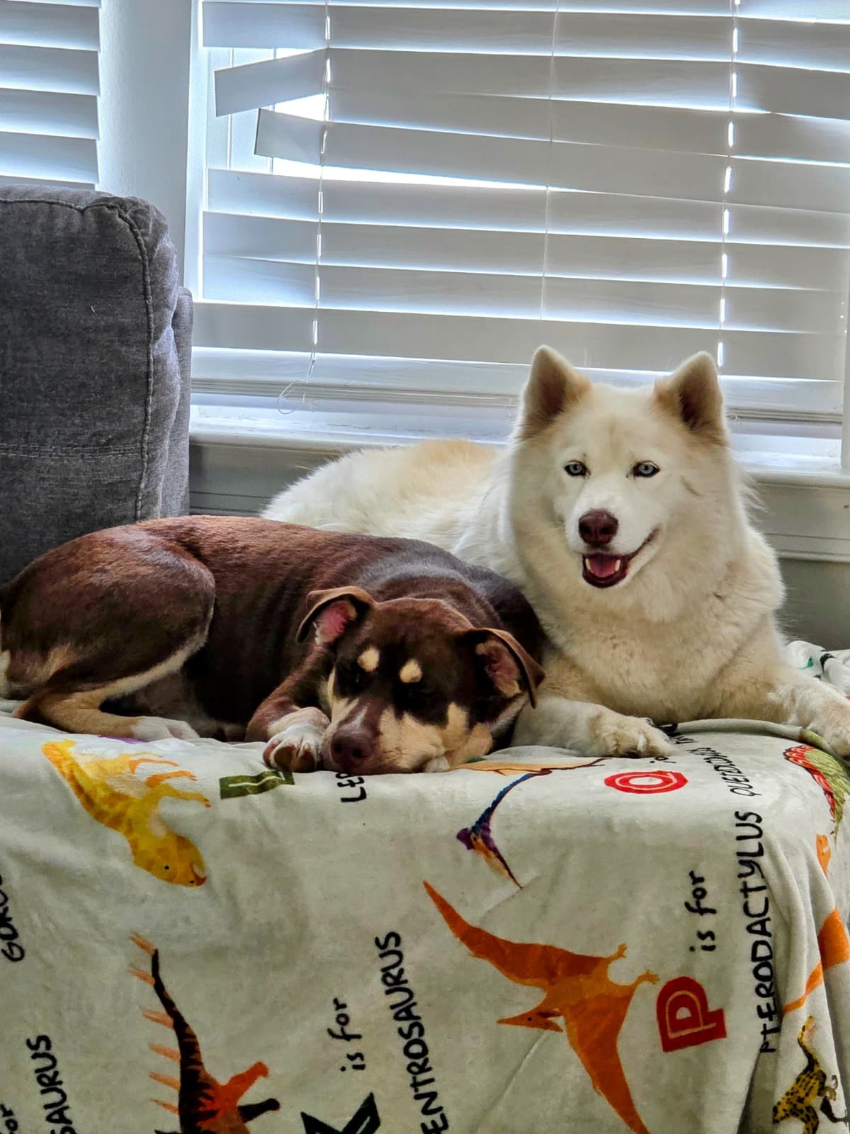 RescueDogVetFees
