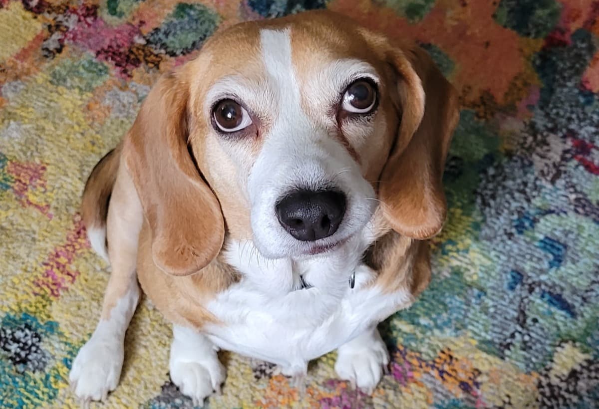 AliceNeedsSeveralSurgeries