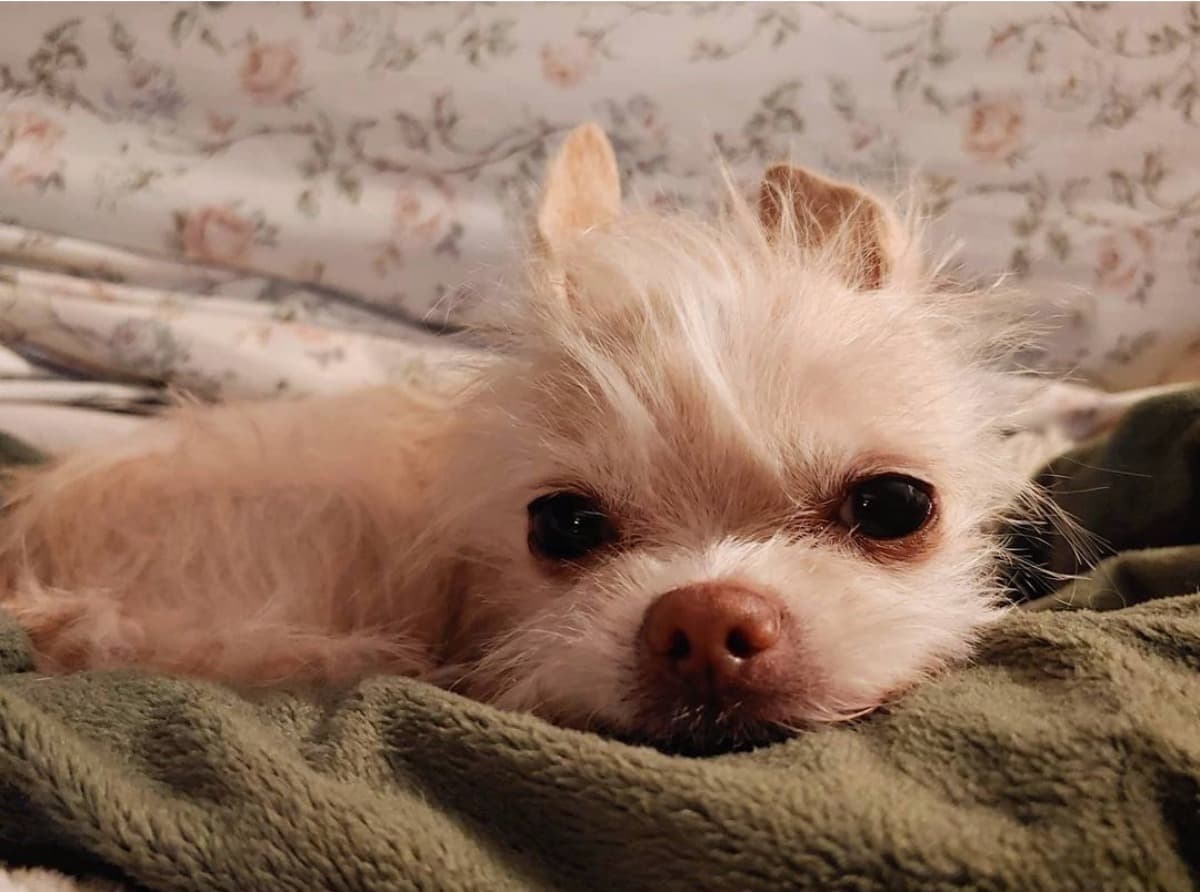 BellaNeedsSurgeryAsap