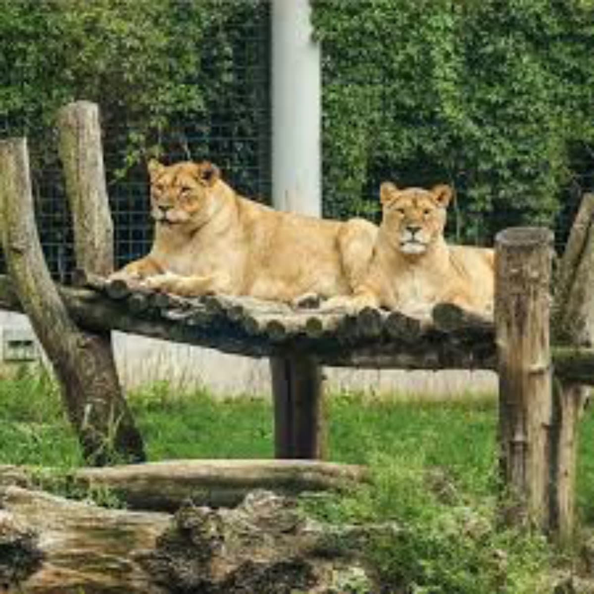 IstGradeFieldTripToTheZoo