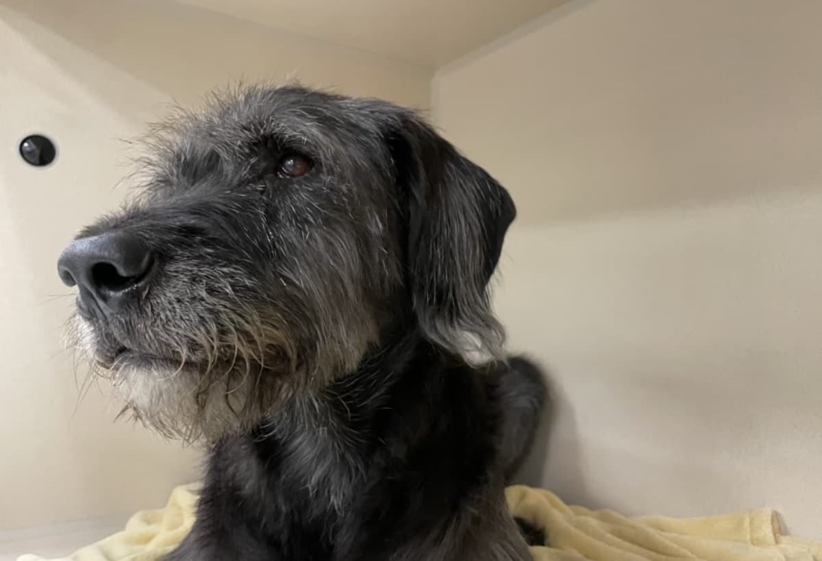 FireAtMyKidsAndLaurensApa