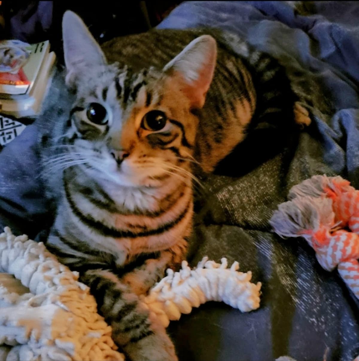 CatBloodTransfusion