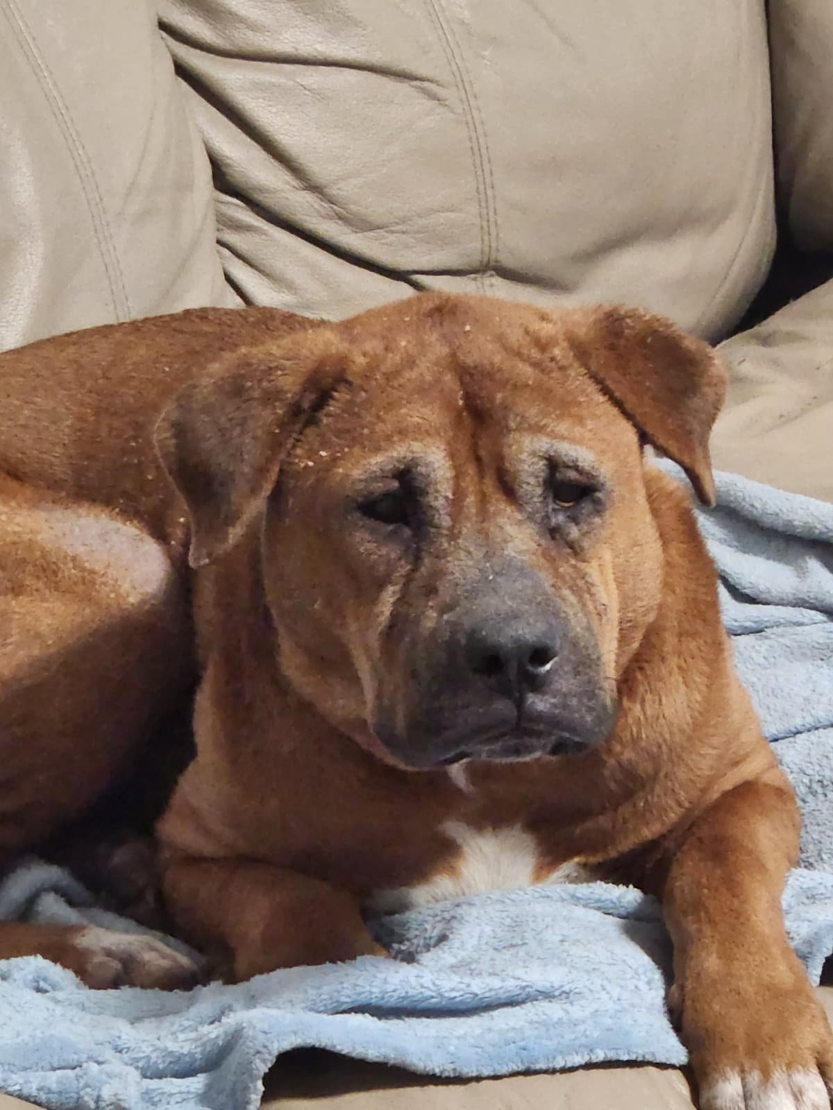 NemoDonahueTheWonderfulDog