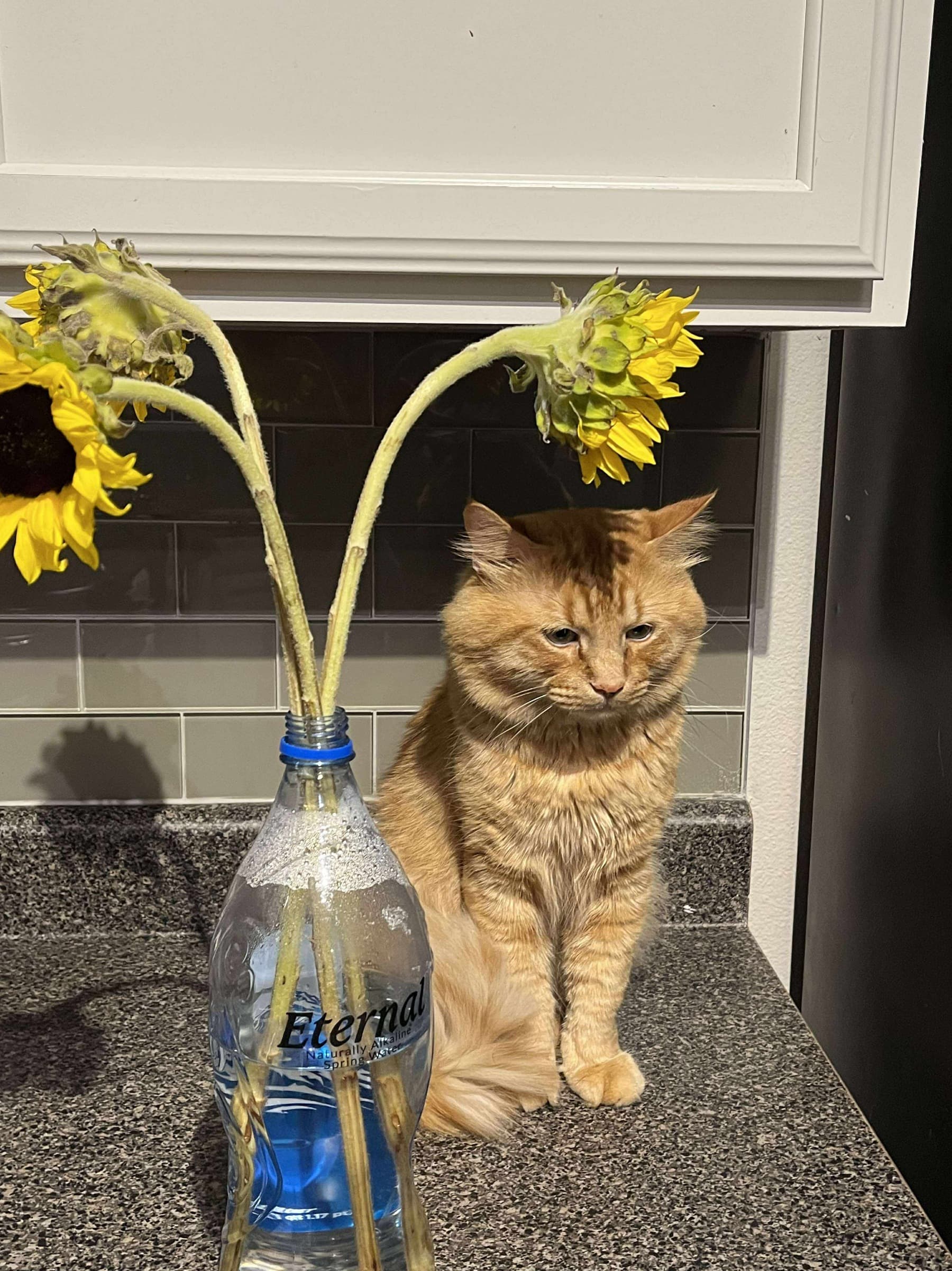 HelpMyPetsAndIStayWarm