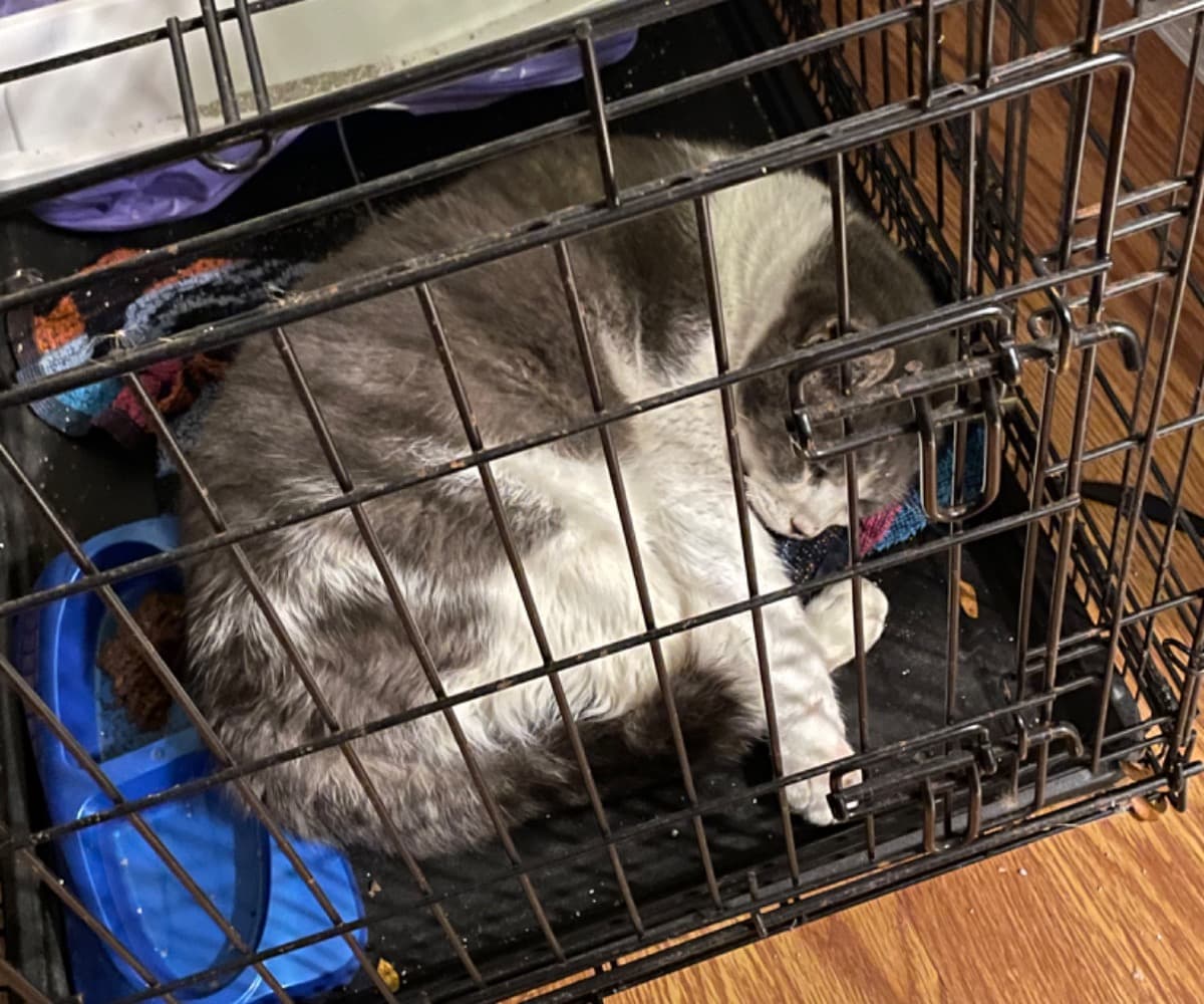 OurCatsJawSurgeryAndCare