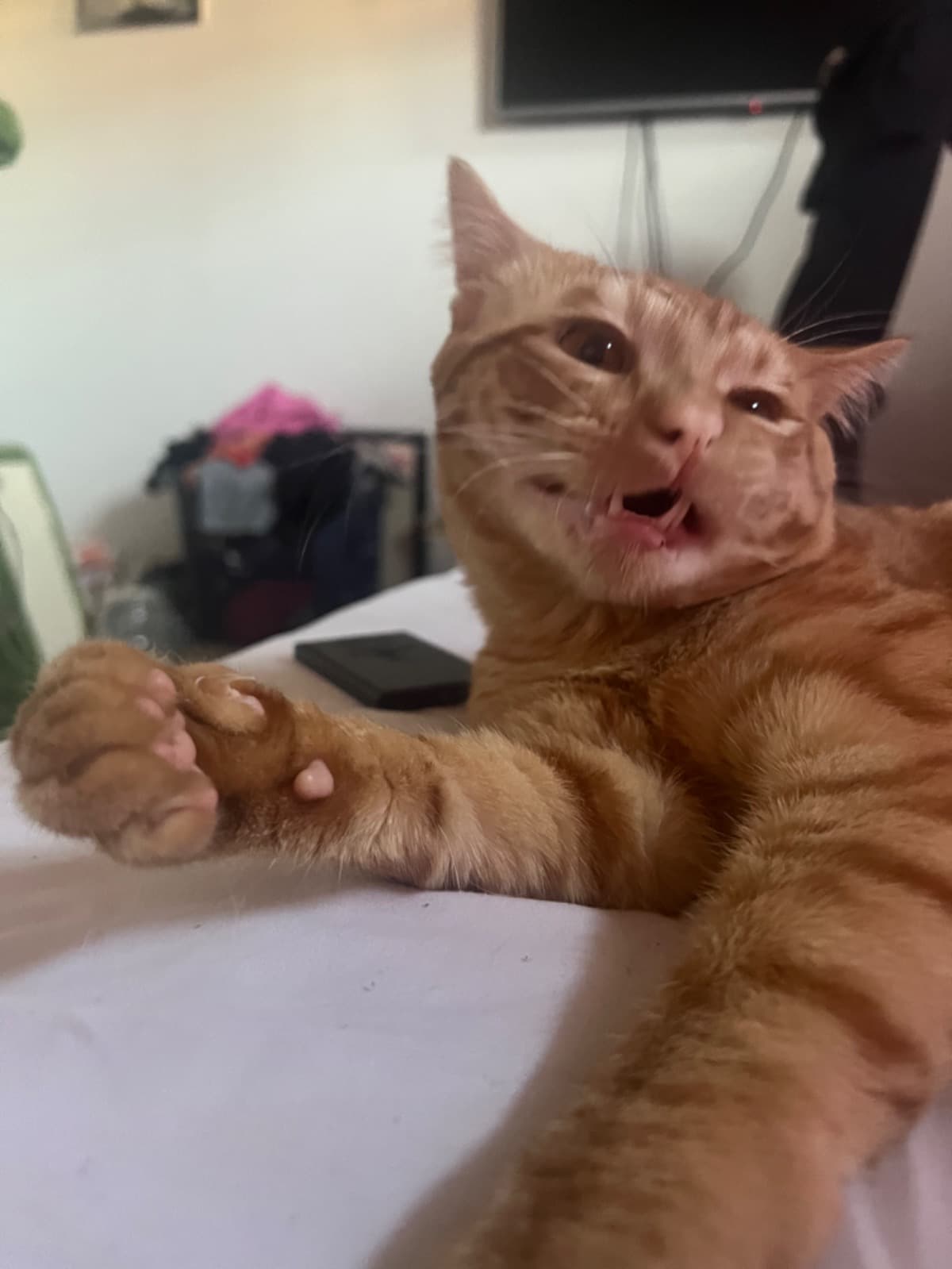 HelpSaveMyCatsLeg