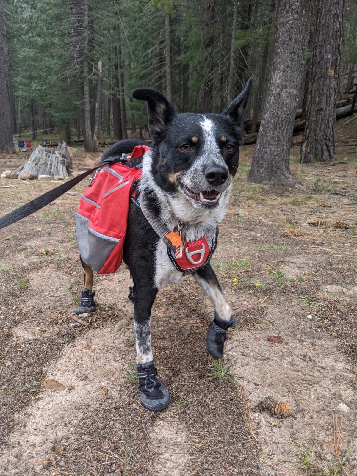 TooSweetSusieDiabeticDog