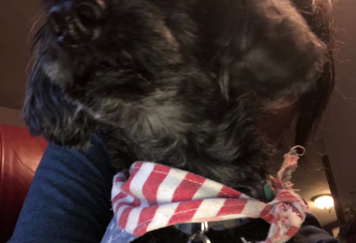 MyElderlyNeighborsRescueDog