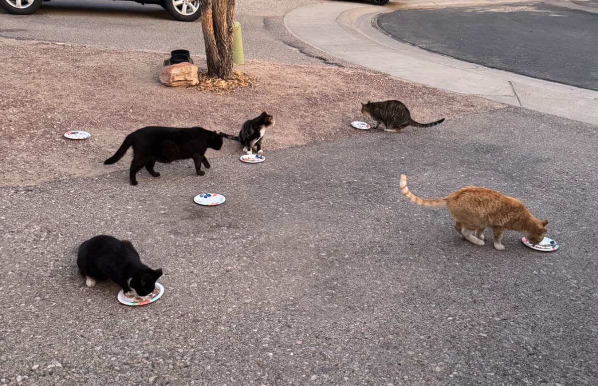 HelpFeedFeralCats