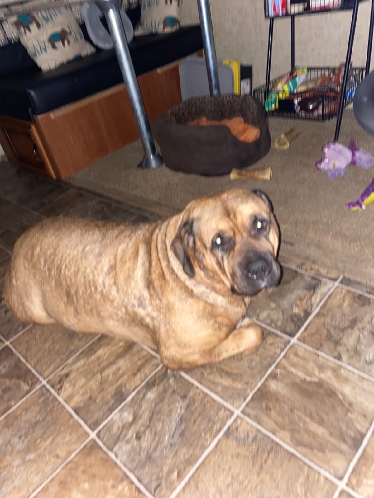 MamaDogNeedsYourHelpMly