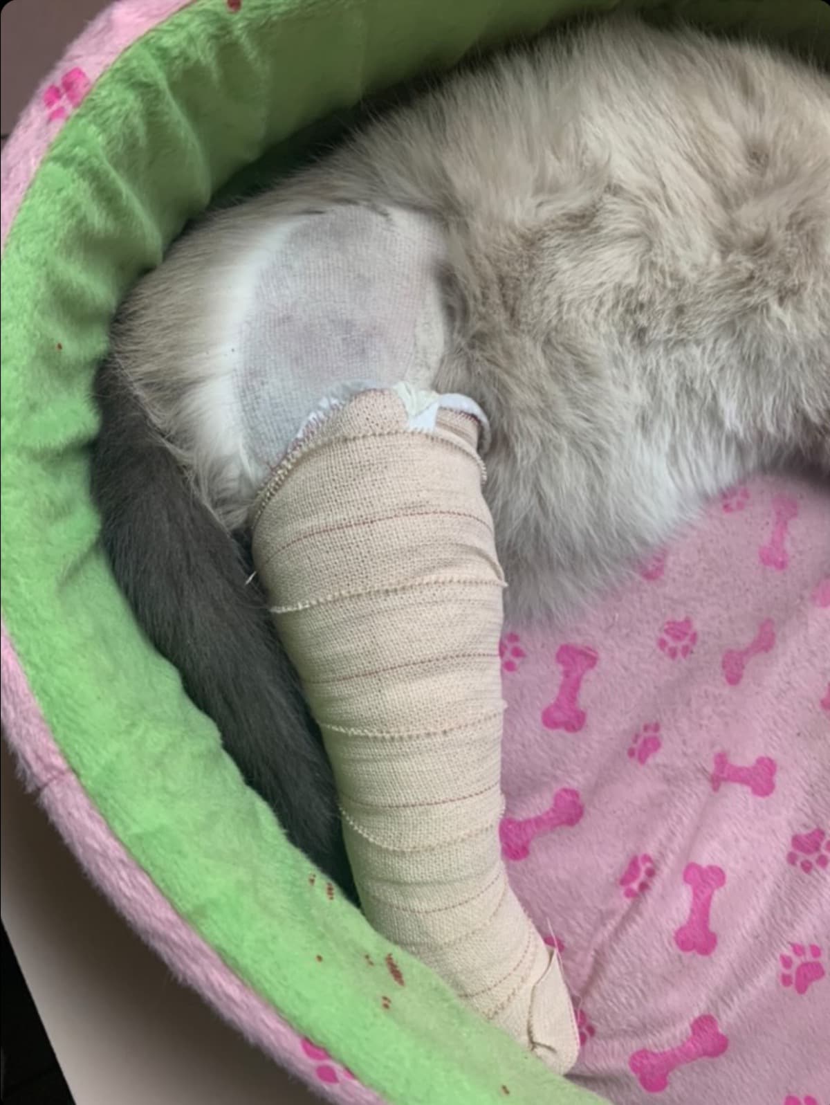 MyKittyHasABrokenLeg