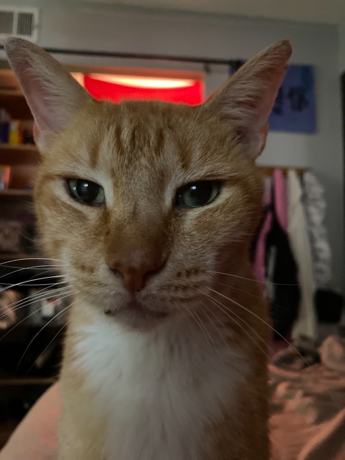 GoFundMeForZiggy