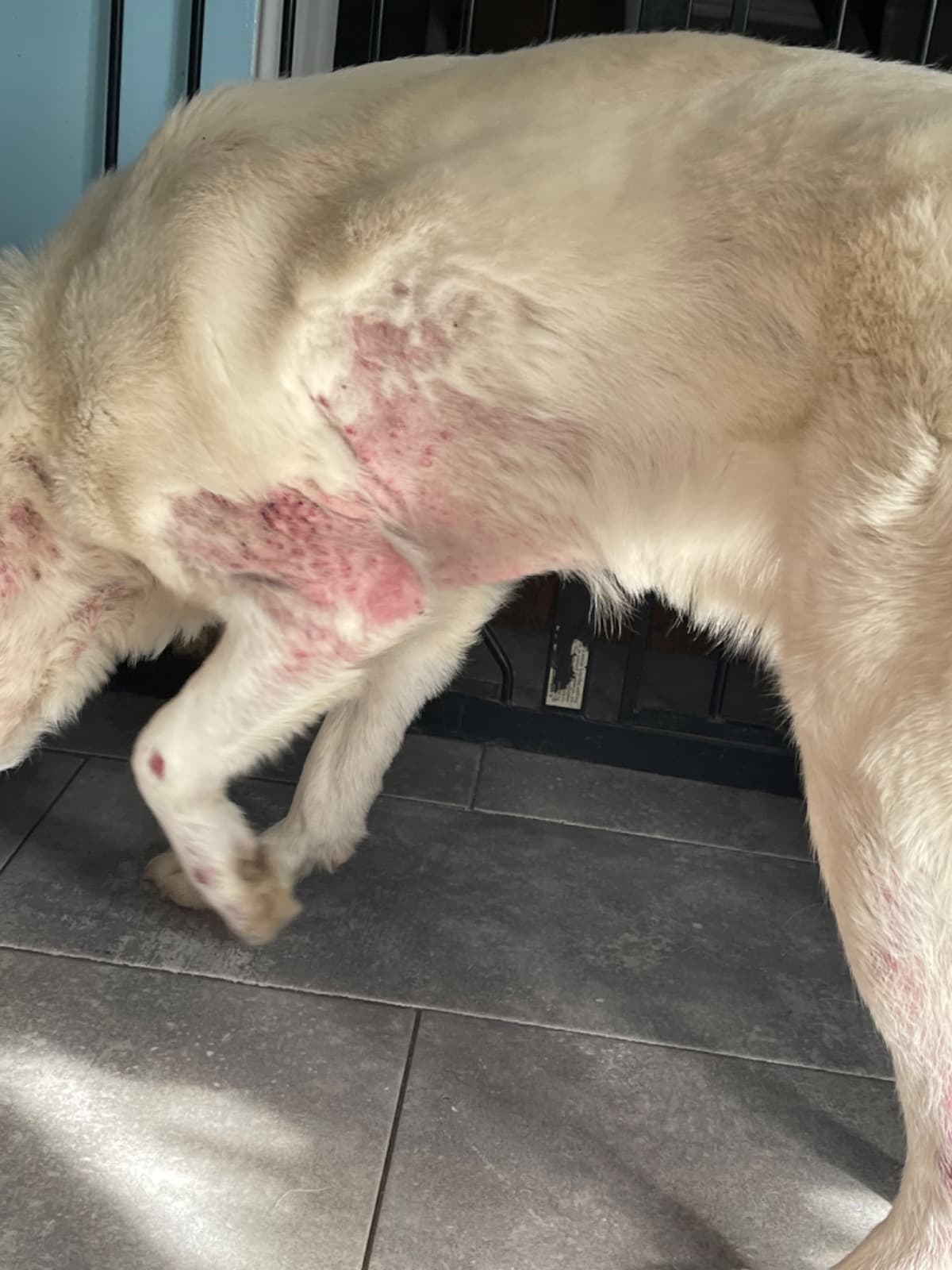 MyDogHasScabiesAndIsInPain