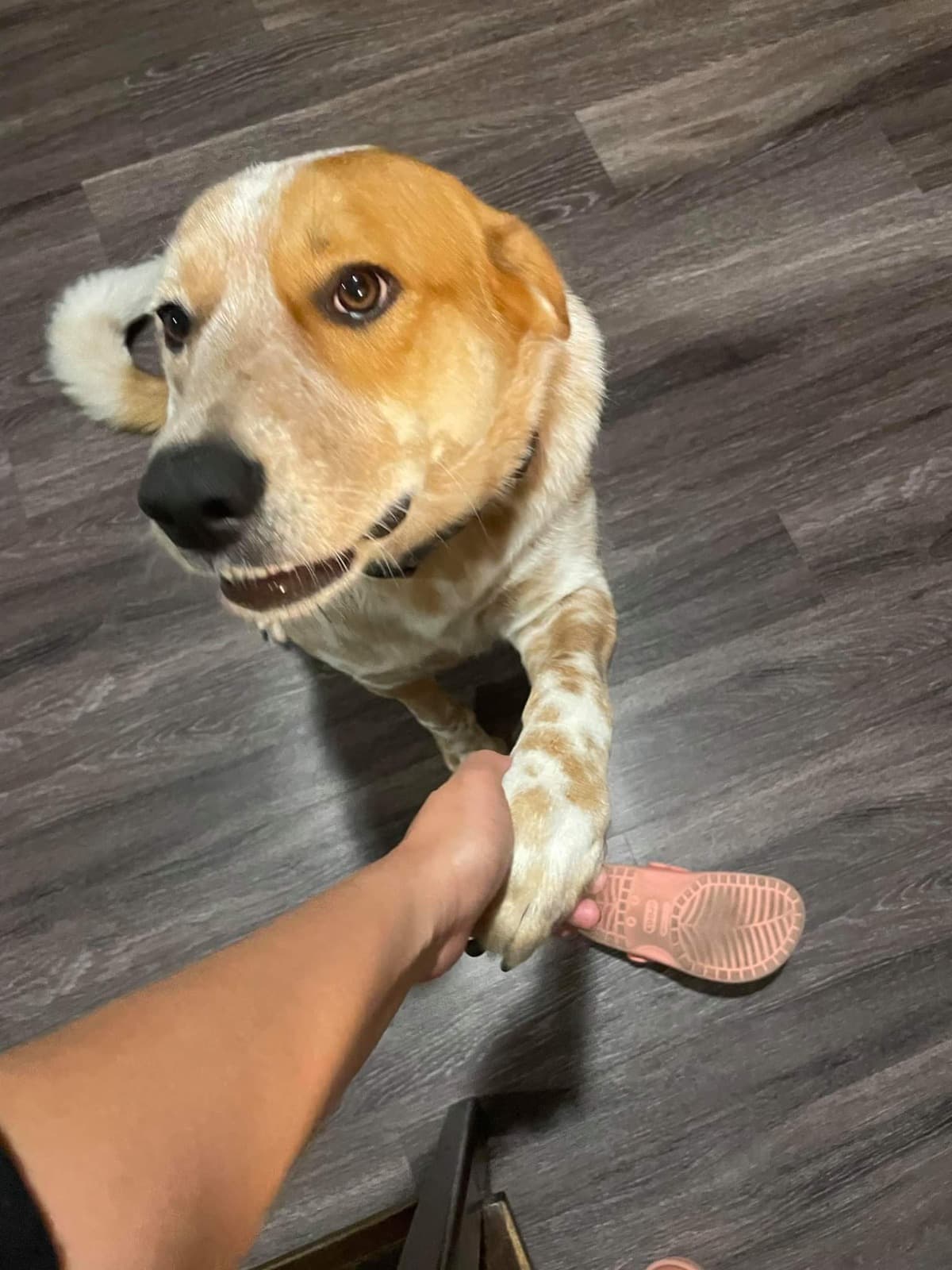 DogSurgerllyForMartyMcfly