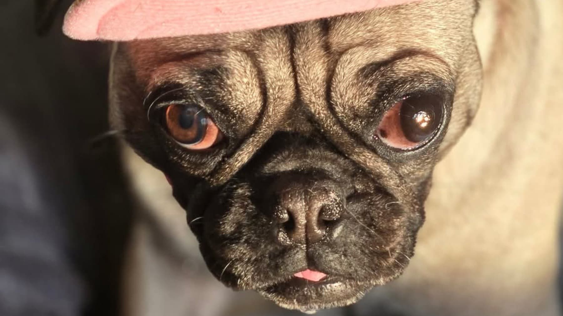 TofuSurgery