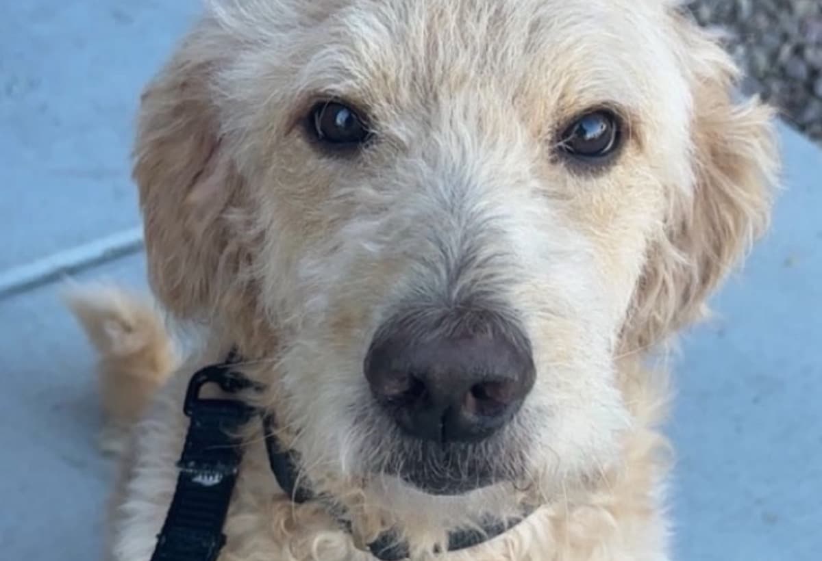 HelpSaveMyDogThorURGENT