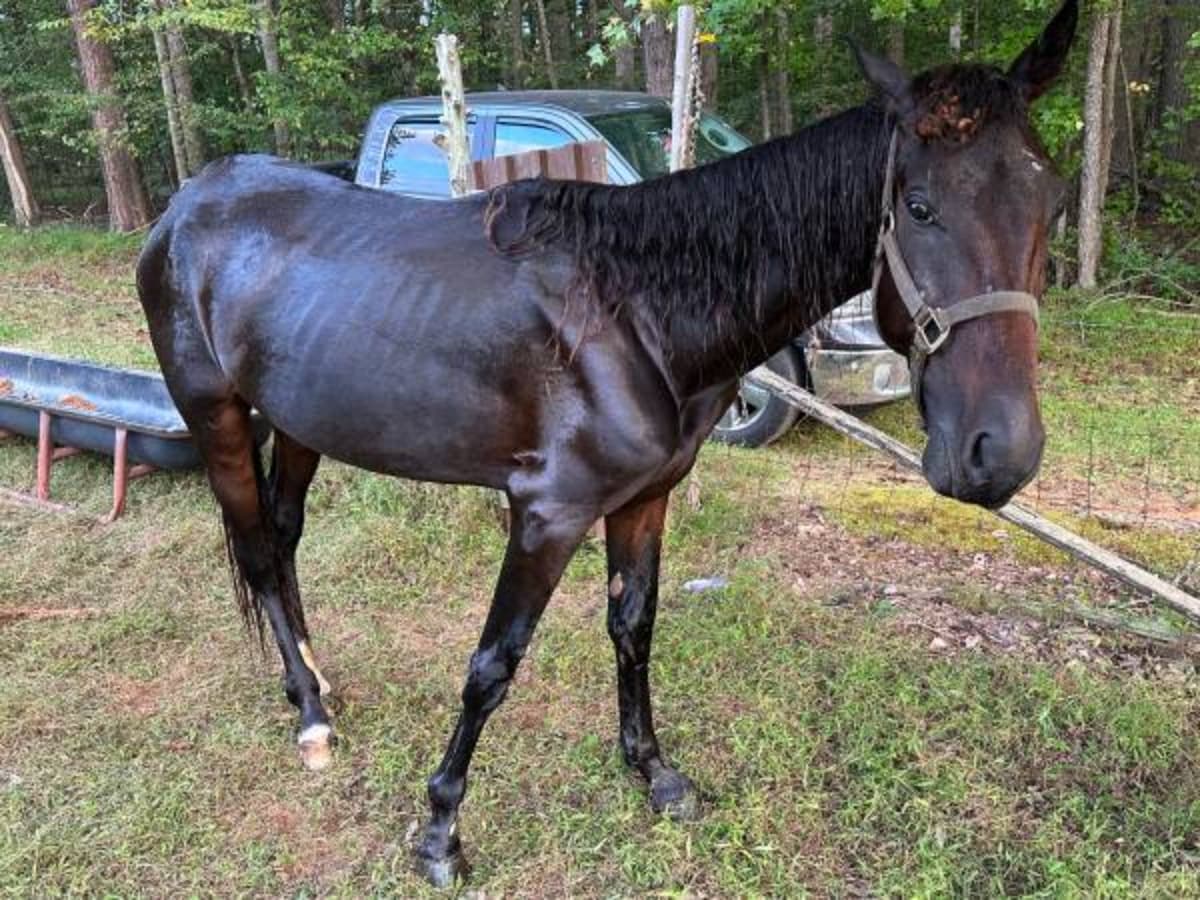 TrottingHomeEquineRescue