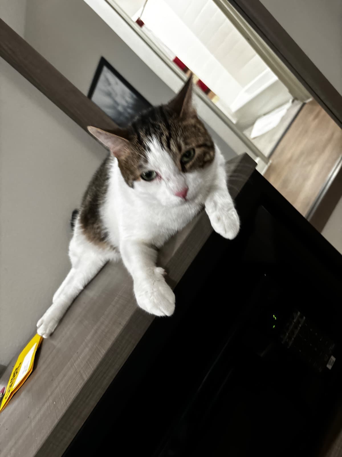 PleaseMYCatsAndINeedAHome