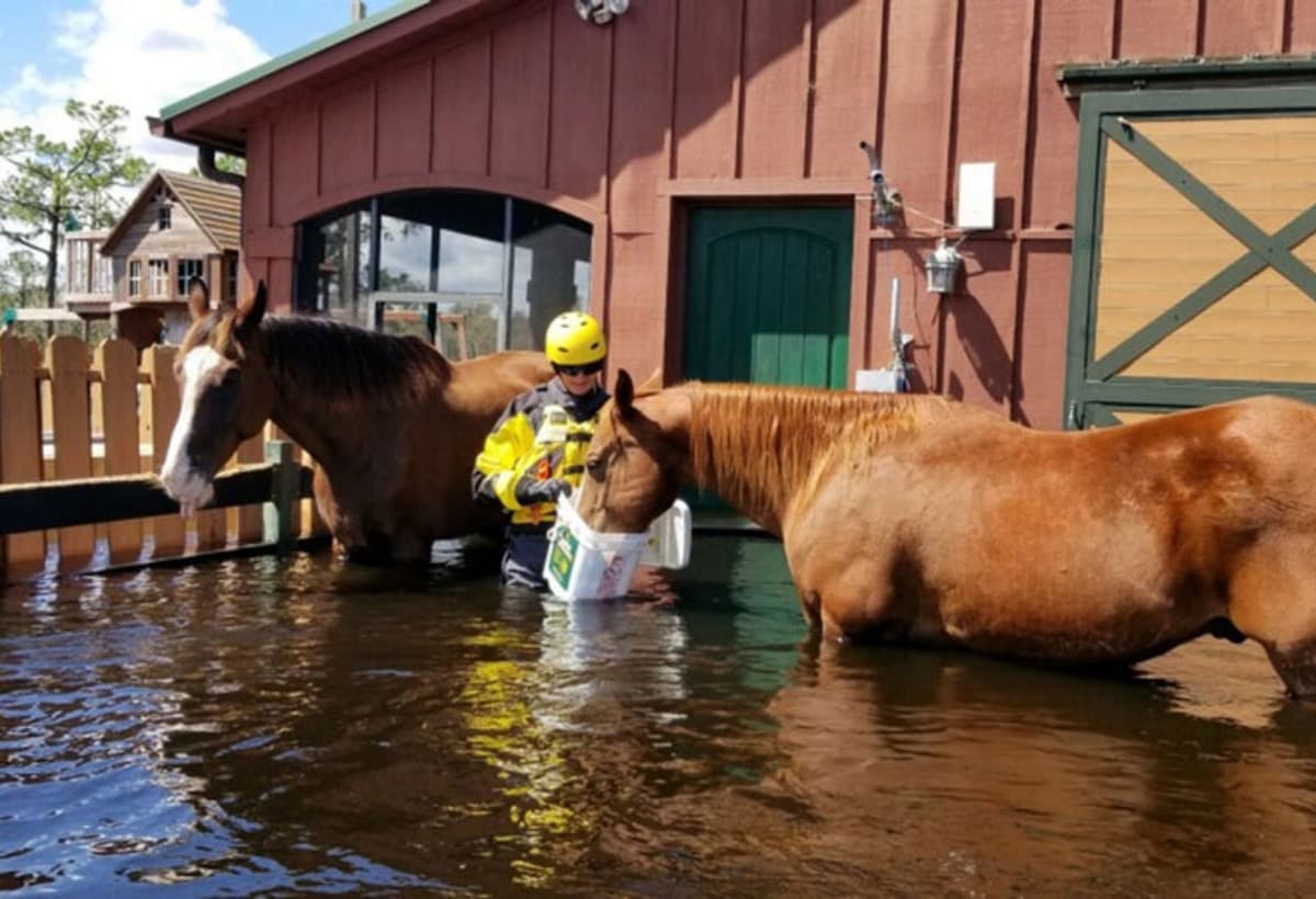 HurricaneIanAnimalRescue