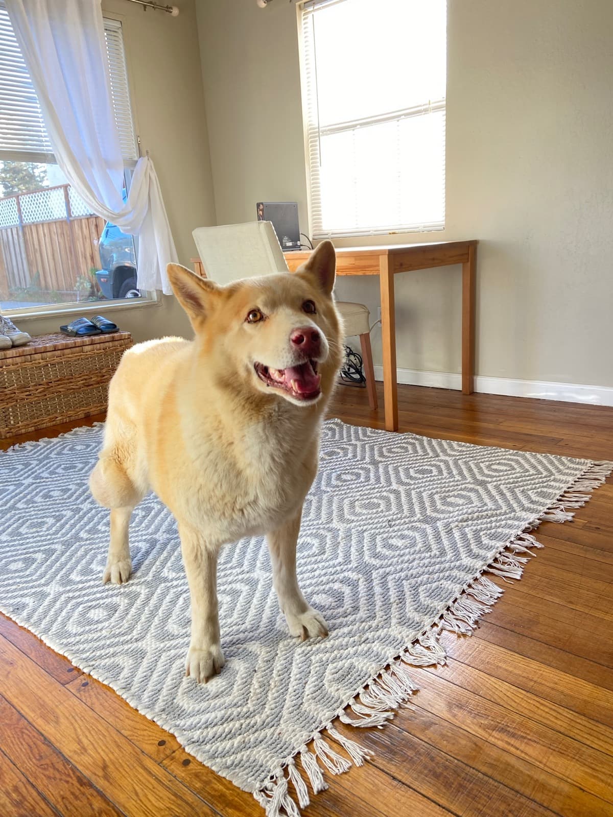 HugosTumorRemovalSurgery