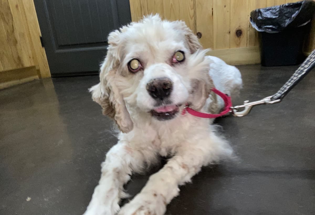 HollysDoubleEyeSurgery