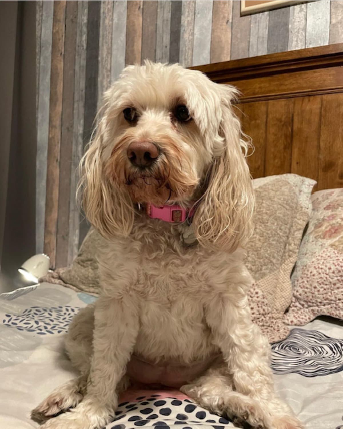 LENDHELPFORAFRENCHIE