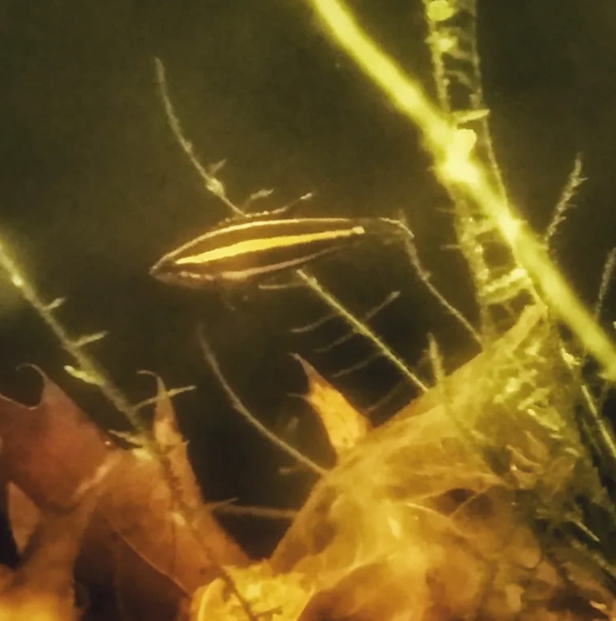 ParospromenusConservation