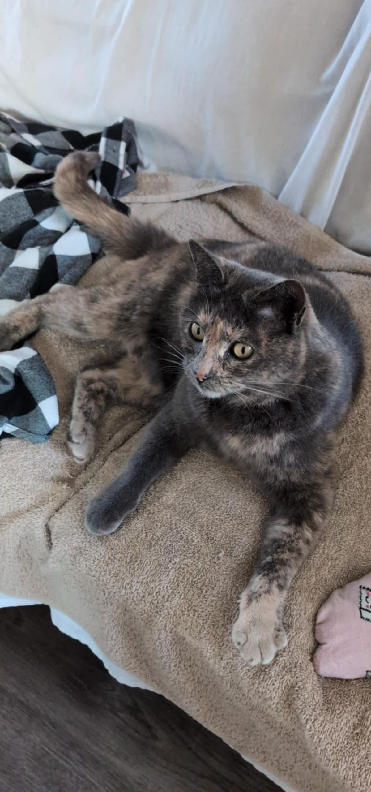 KiwiTheCat