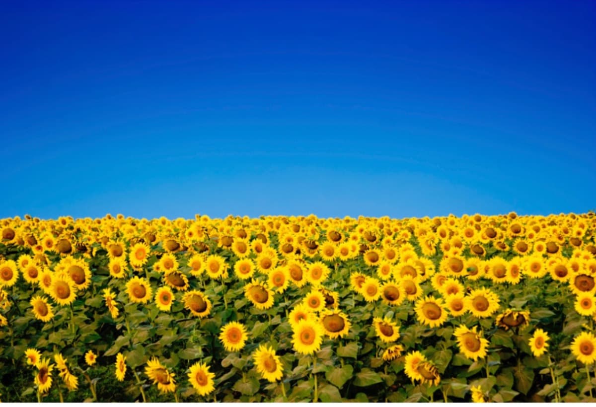 HelpOksanaFleeToSafety