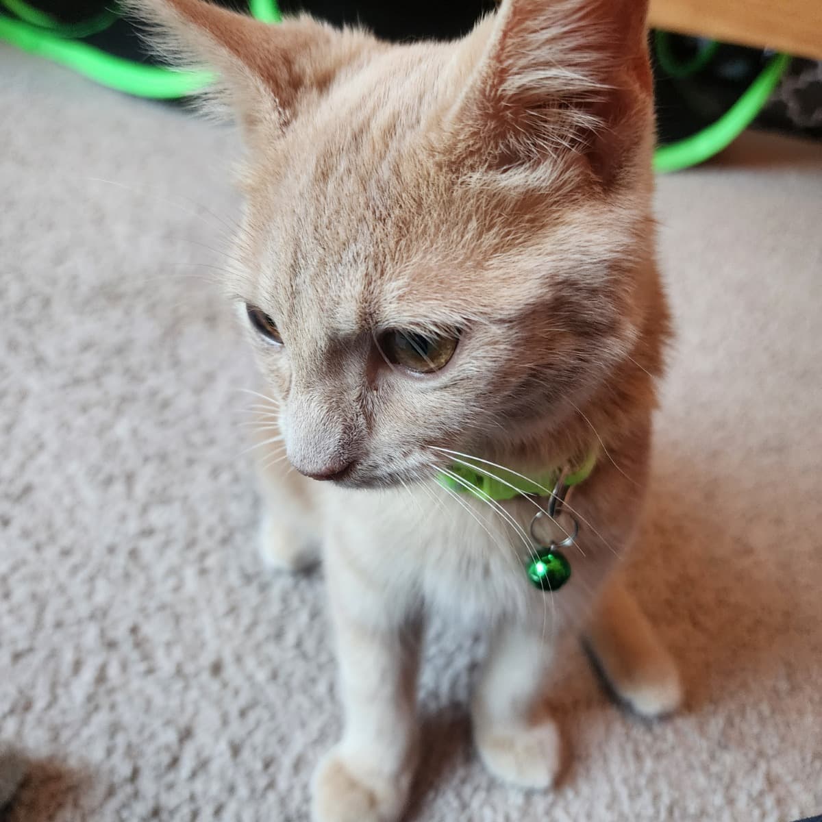 MedicalCareForKittens