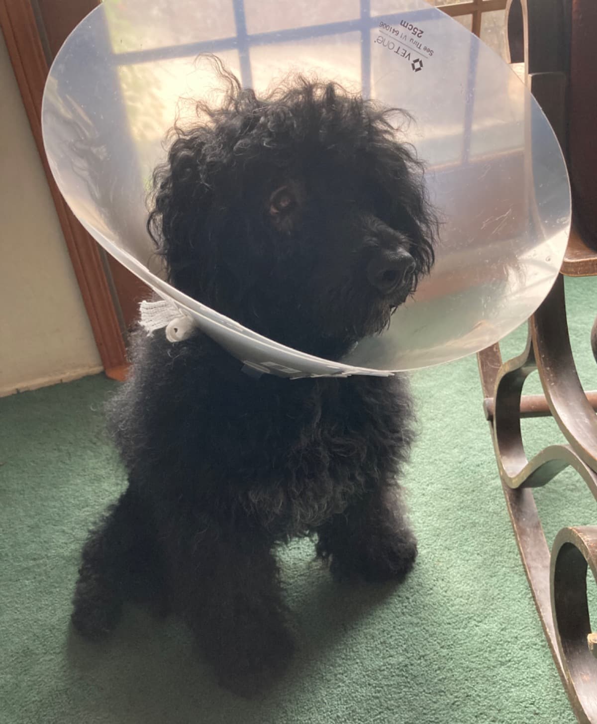 DogInNeedOfEyeSurgery