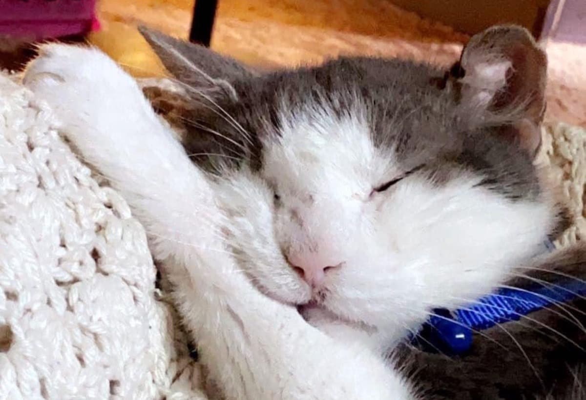 MySickCatIsInNeedOfVetHelp