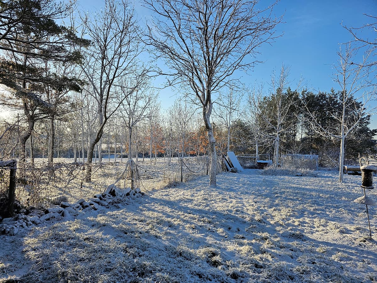 GoingNetZeroWithTreesPanels