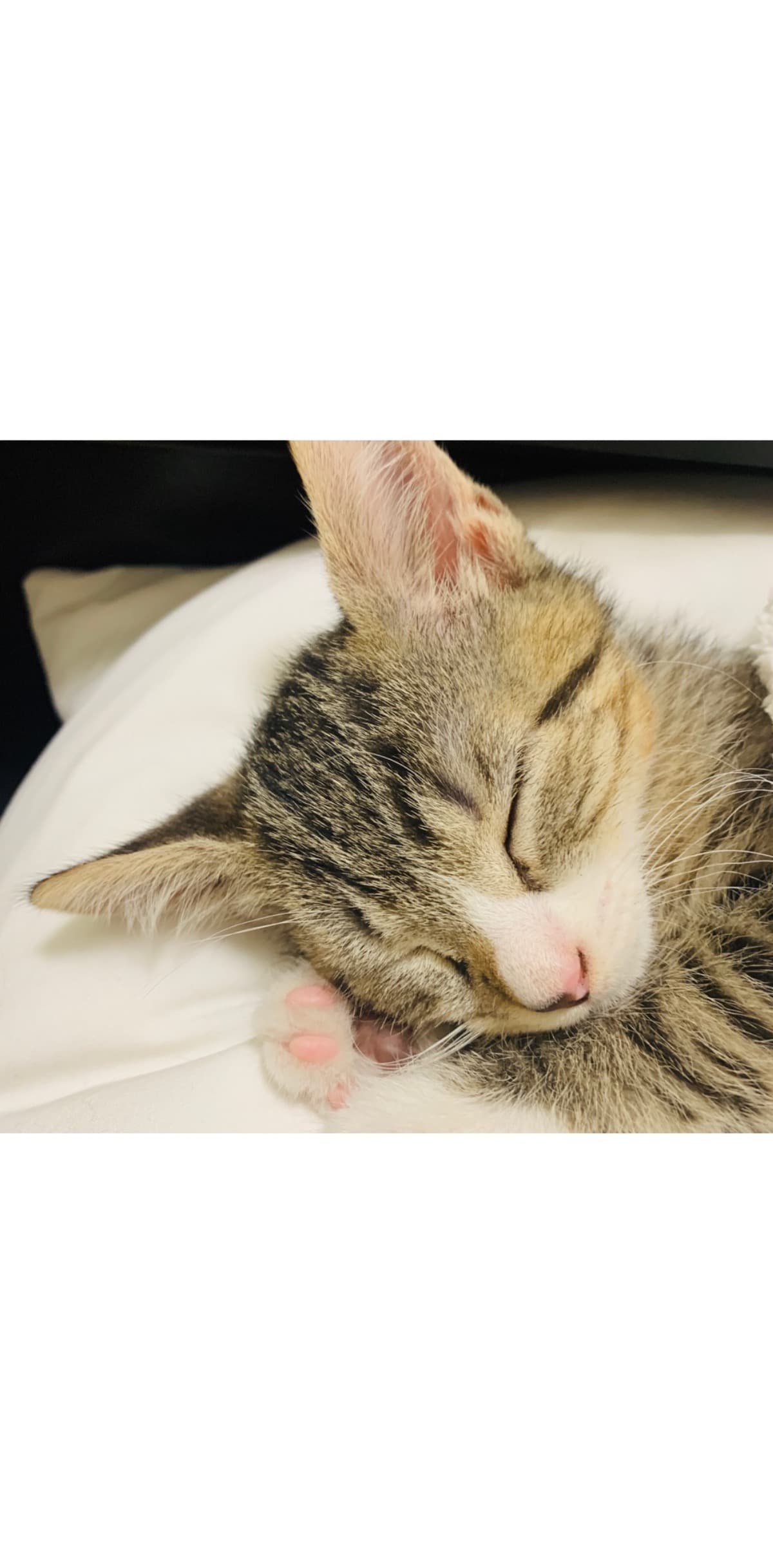 FundsforAnimalRescue
