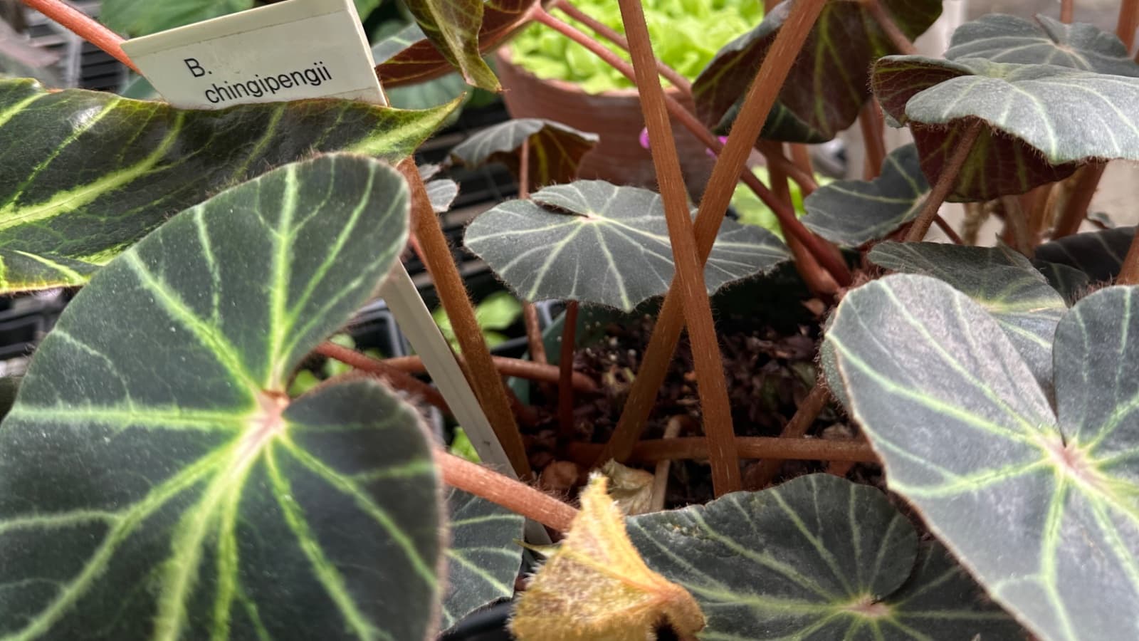 Support The 2027 ABS 'Bridges To Begonias'