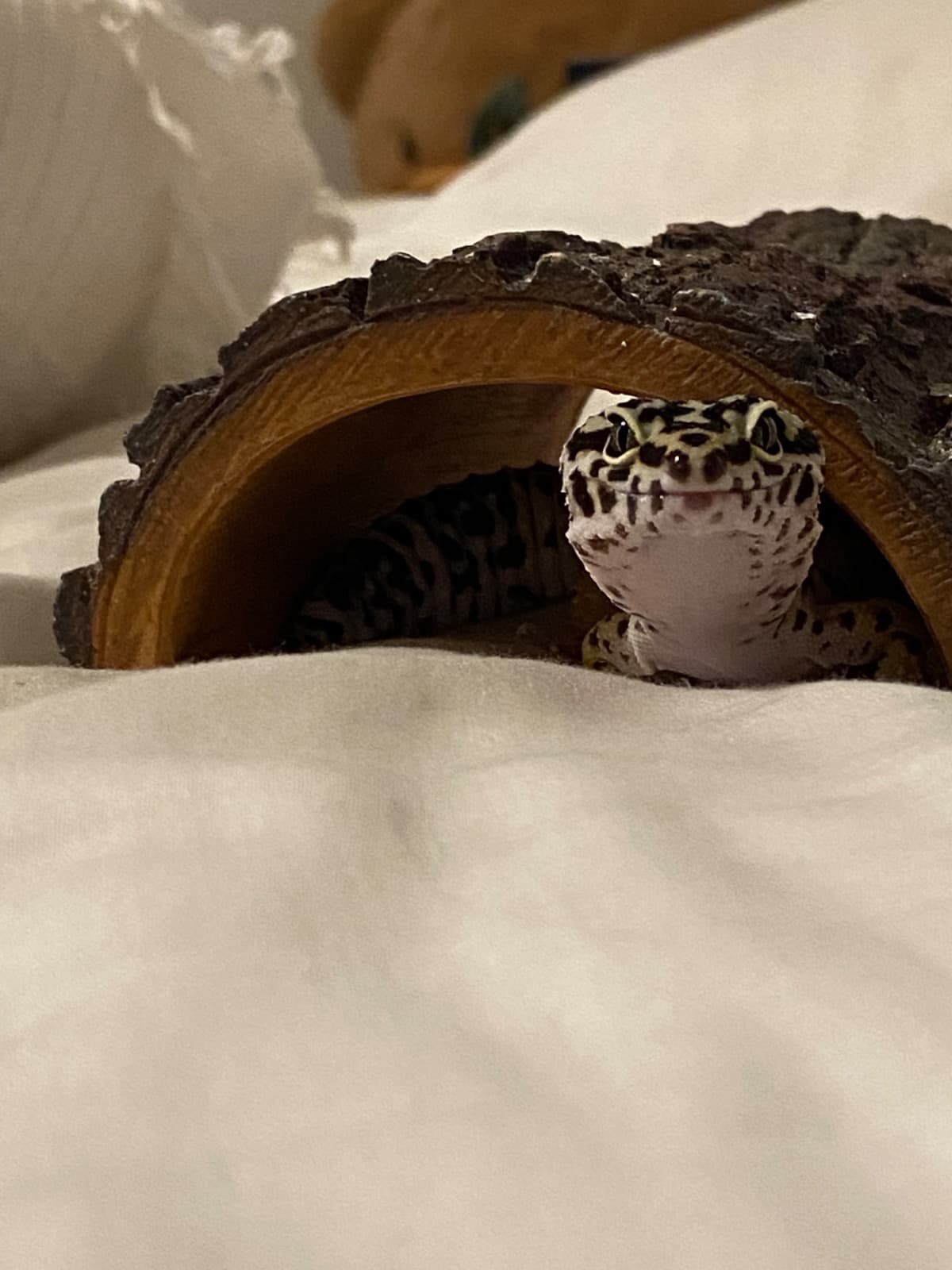 ToothlessTumorRemoval