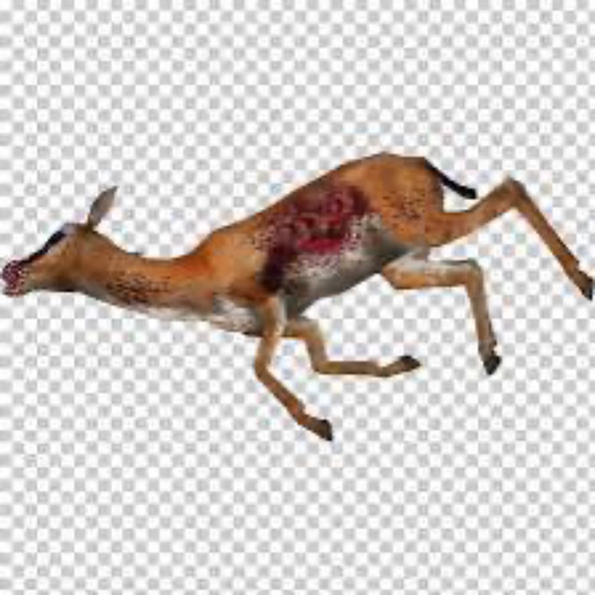 ADeerHitOurLeadersCar