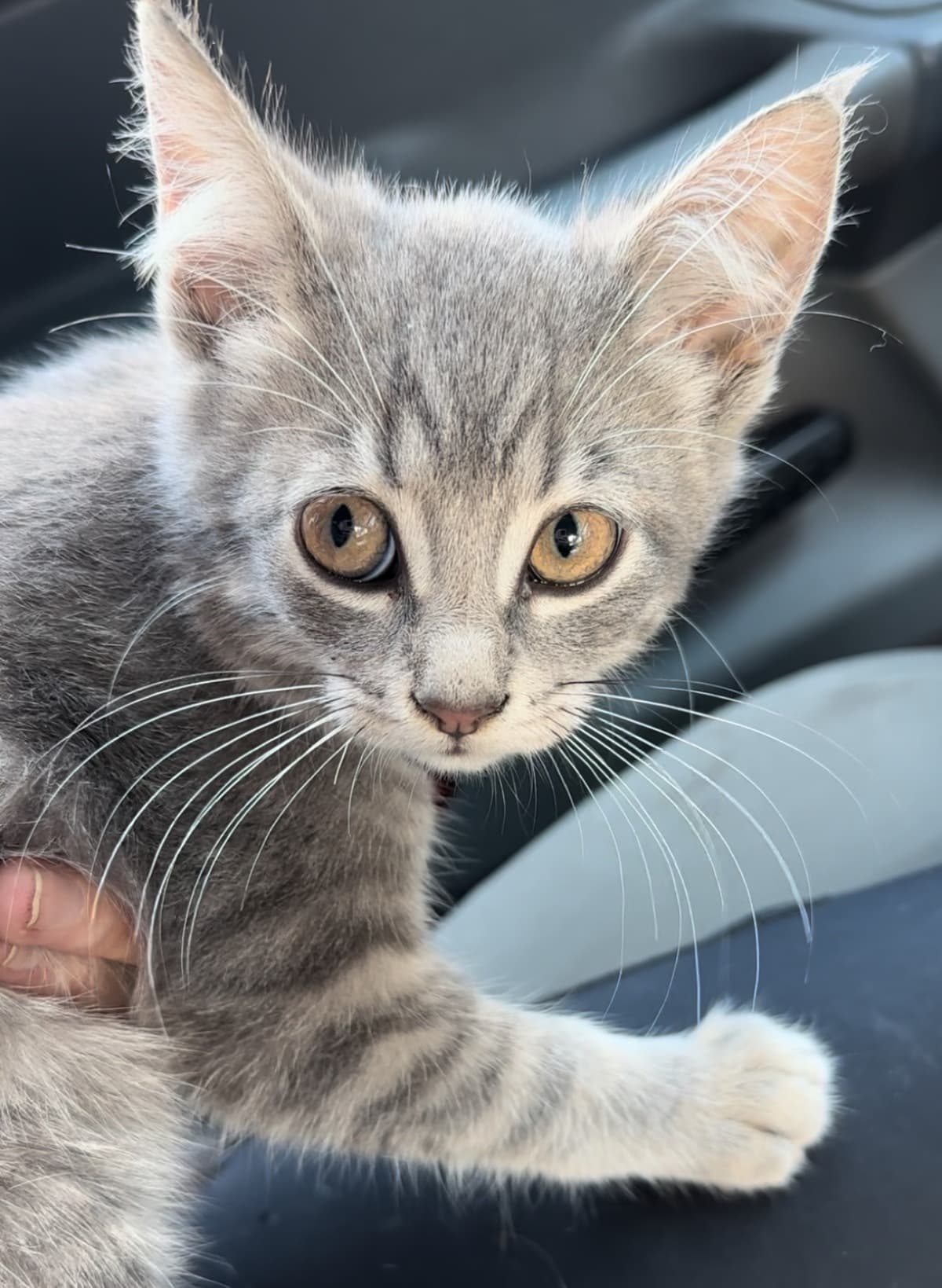 GrayKittenCarAccident