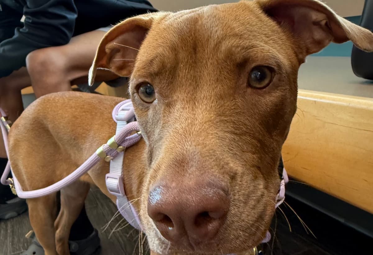 HennessyTreatmentTesting