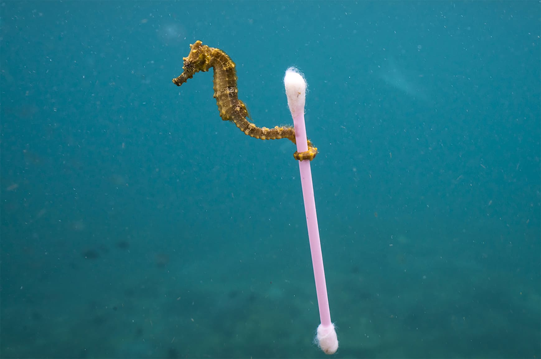 PlanetOrPlastic