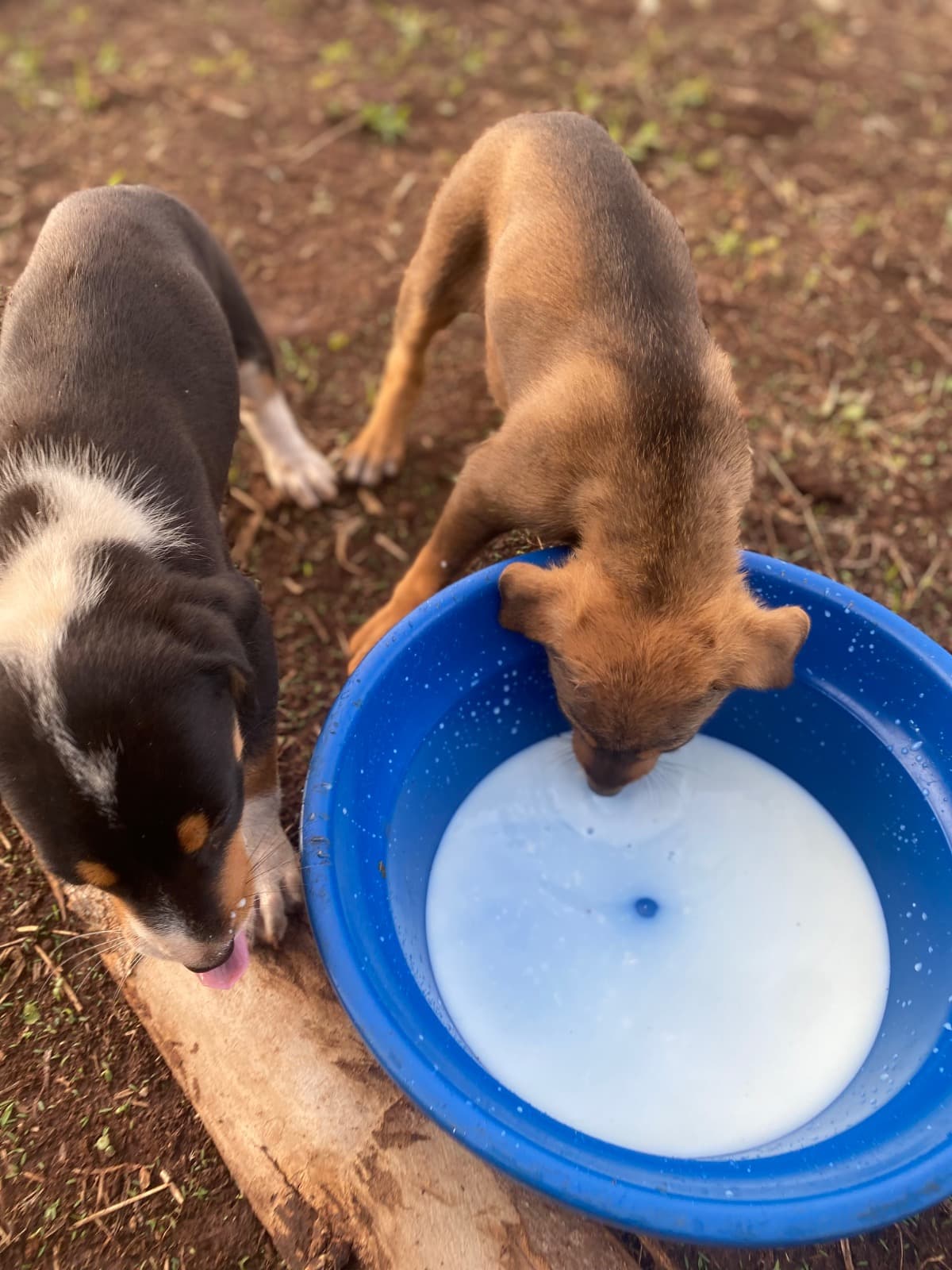 HelpAbandonedStraySouls