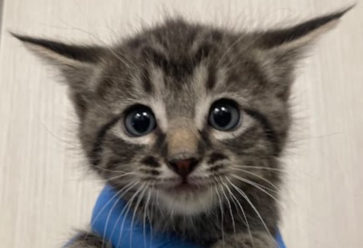 RescueKittensVetBills