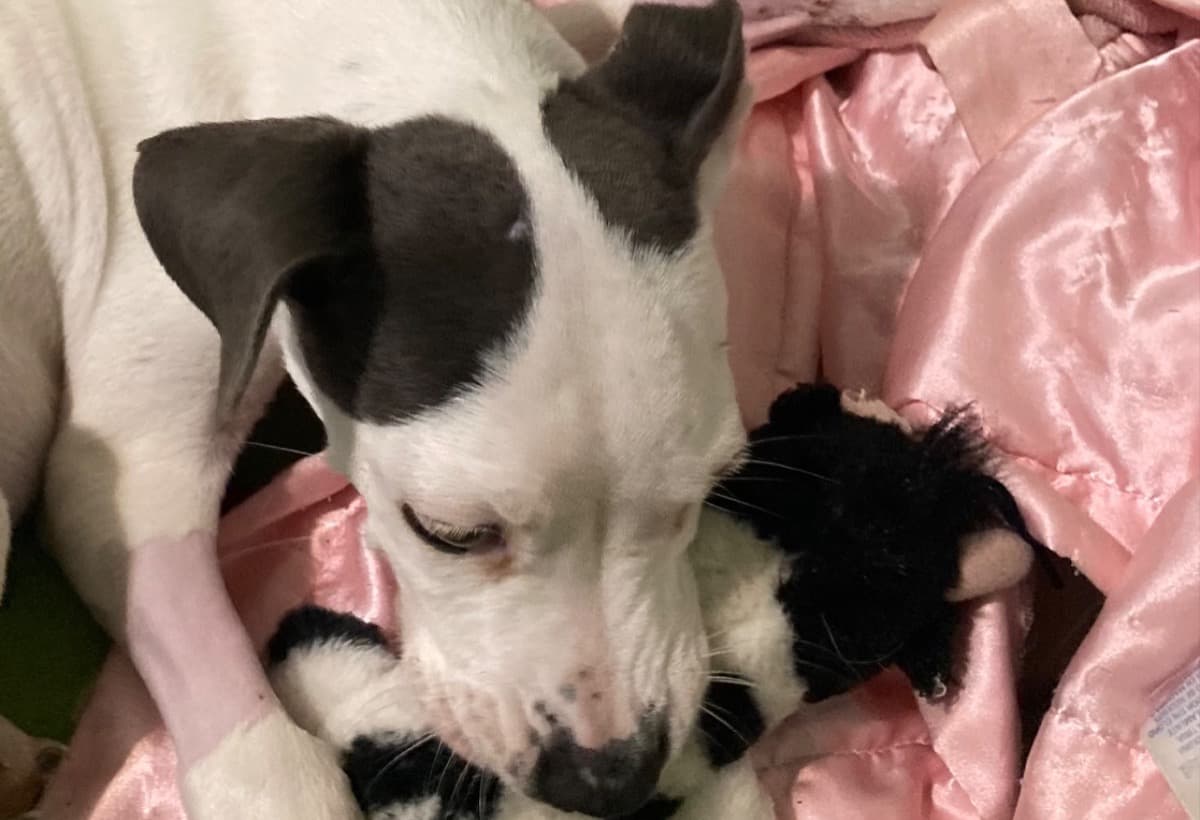 JerseyExpresswayPuppyFund