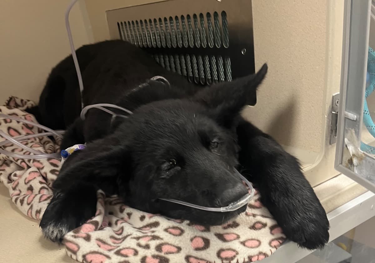 VaderMedicalExpenses