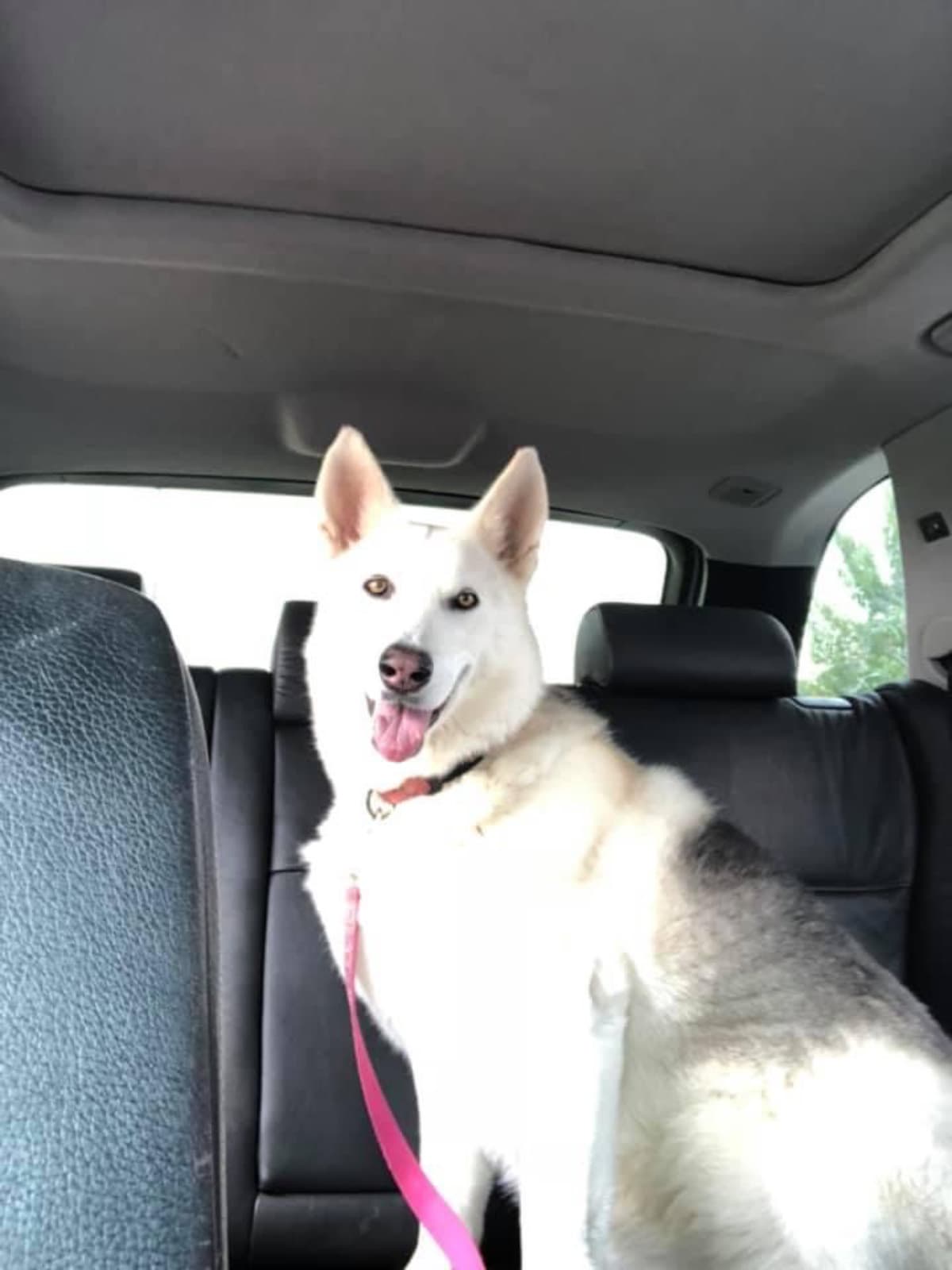 EastTexasRescueDogs
