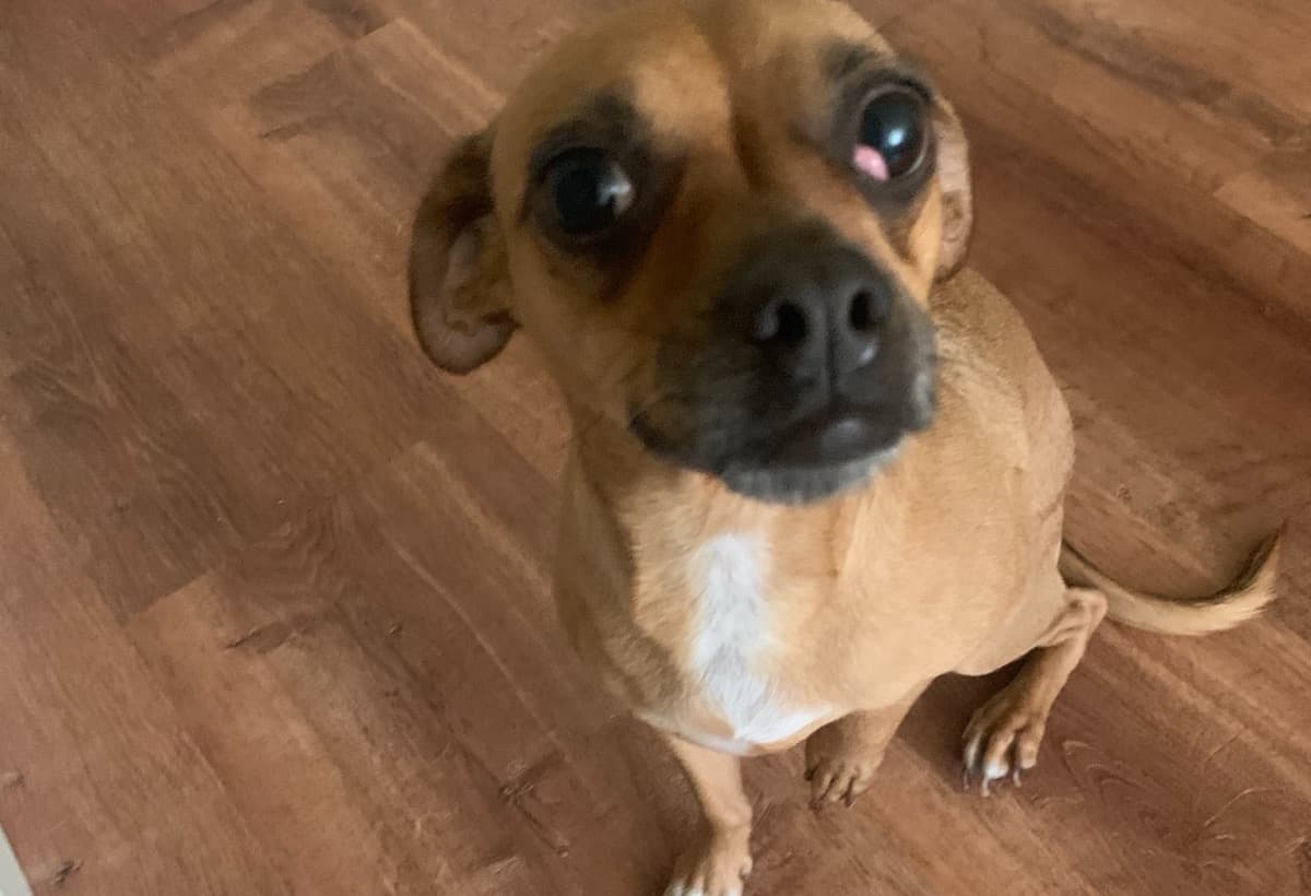 MyDogNeedSurgeryForAHeart