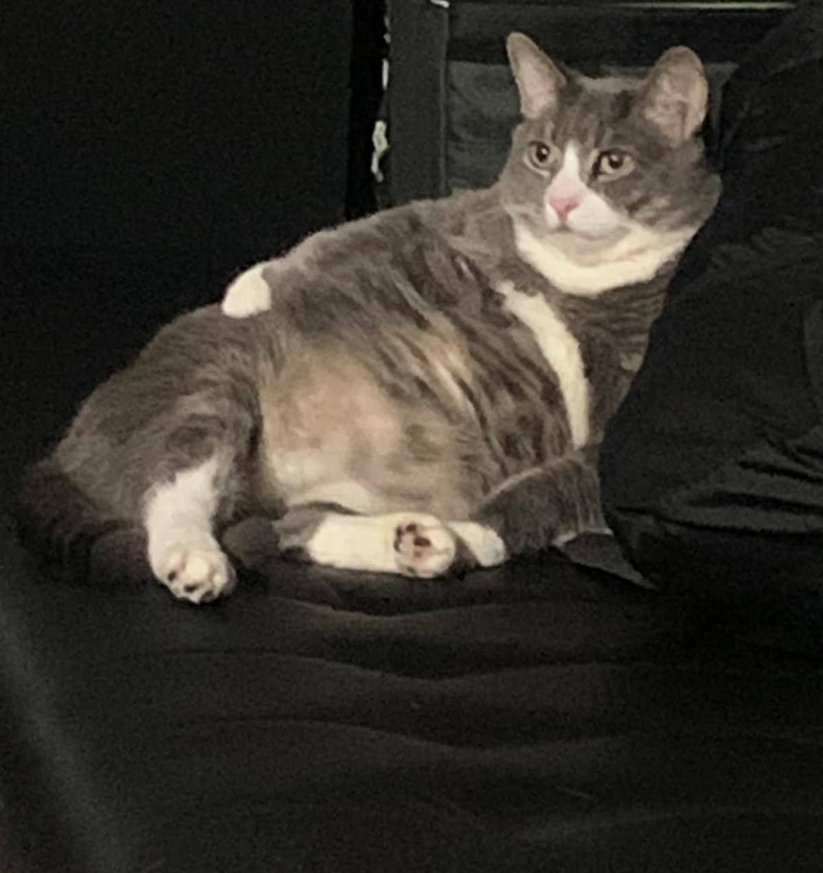 HelpXerxesMedicalBills