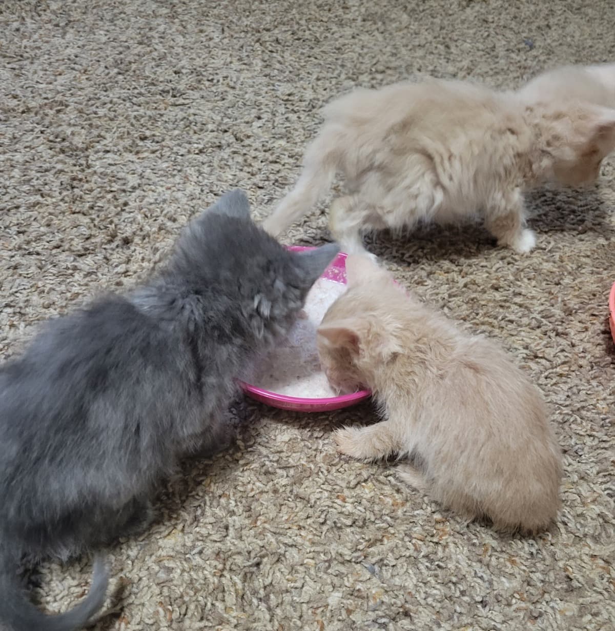 TheCatsThatNeedYou
